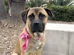 Adopt BRANDY a Boerboel