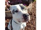 Adopt Chloe a Pit Bull Terrier