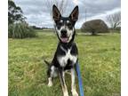 Adopt SADIE a Siberian Husky, Mixed Breed