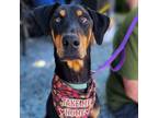 Adopt Macy a Doberman Pinscher