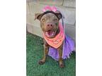 Adopt Tay a Pit Bull Terrier