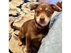 Adopt Crackle a Chocolate Labrador Retriever, Rottweiler