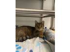 Adopt Peppina a Domestic Short Hair