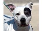 Adopt #329 Irene a Dalmatian, Pit Bull Terrier
