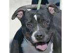 Adopt #1 Taylor a Pit Bull Terrier