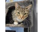 Adopt Mittens a Domestic Short Hair