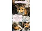 Adopt Calli Mae a Calico