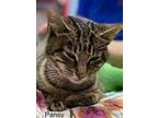 Adopt Pansy - Center a Domestic Short Hair