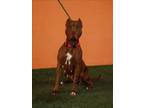 Adopt DIOR a Pit Bull Terrier