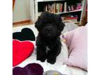 Shih-Poo Puppy for sale in Frederick, MD, USA