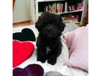 Lucy (Adorable Shihpoo)