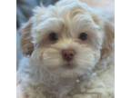 Sammy (Adorable Shihpoo)