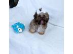 Shih Tzu Puppy for sale in Lewisburg, TN, USA