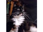 Adopt Daisy a Domestic Long Hair, Tuxedo