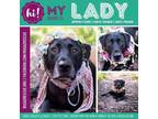 Adopt Lady a Black Labrador Retriever