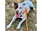Adopt Chilli a Pit Bull Terrier, Mixed Breed