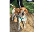 Adopt REBA a Treeing Walker Coonhound, Mixed Breed