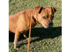 Adopt Torri a Black Mouth Cur, American Staffordshire Terrier