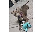 Adopt Fig a Pit Bull Terrier