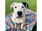 Adopt Rozy a Pit Bull Terrier