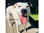 Adopt Rozy a Pit Bull Terrier