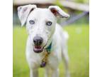 Adopt Daisy a Mixed Breed