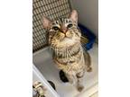 Adopt Anderson Pooper a Domestic Short Hair