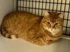 Adopt Dolly Purrton a Domestic Short Hair