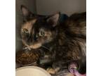 Adopt Heidi a Domestic Medium Hair