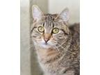 Adopt Stella a Domestic Short Hair