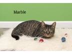 Adopt Marble a Domestic Short Hair