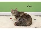 Adopt Cami a Domestic Medium Hair, Domestic Short Hair