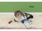 Adopt Neda a Domestic Short Hair