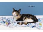 Adopt Adora a Domestic Short Hair