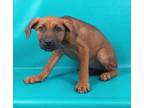 Adopt Hazel a Bloodhound, Mixed Breed