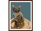 Adopt Lotus (foster-raised with dogs) a Tabby, Domestic Short Hair