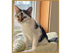 Adopt Cookie and Cream a Tabby