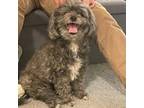 Adopt Lindy a Shih Tzu