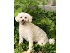 Adopt Holly a Bichon Frise