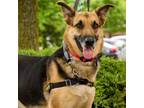 Adopt Allie 24 a German Shepherd Dog