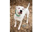 Adopt BONNIE a Pit Bull Terrier, American Staffordshire Terrier