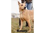Adopt Rosey a Mixed Breed, Yellow Labrador Retriever