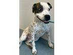 Adopt Daisy a Boxer, Pit Bull Terrier