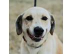 Adopt Goldie a Labrador Retriever