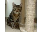 Adopt Donta a Domestic Short Hair