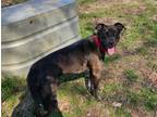 Adopt Nelly a Catahoula Leopard Dog