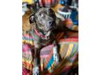 Adopt Nelly a Catahoula Leopard Dog