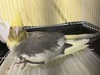 Adopt Bernadette a Cockatiel