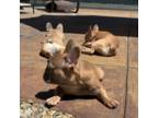French Bulldog Puppy for sale in Oakdale, CA, USA