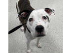 Adopt sky a Pit Bull Terrier